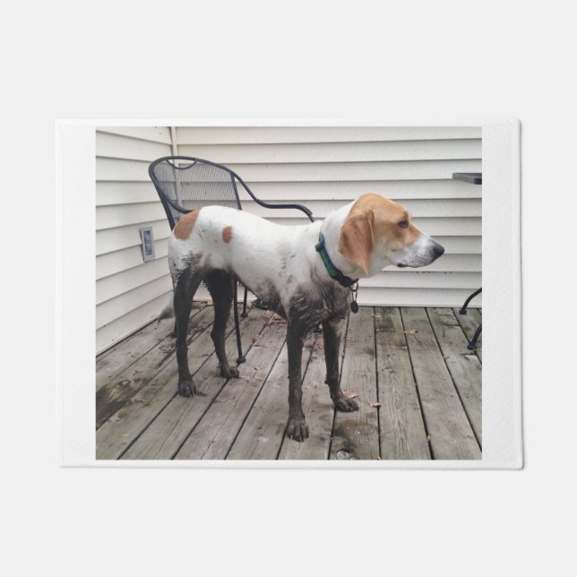 Felpudo treeing walker coonhound sucio (Anverso)