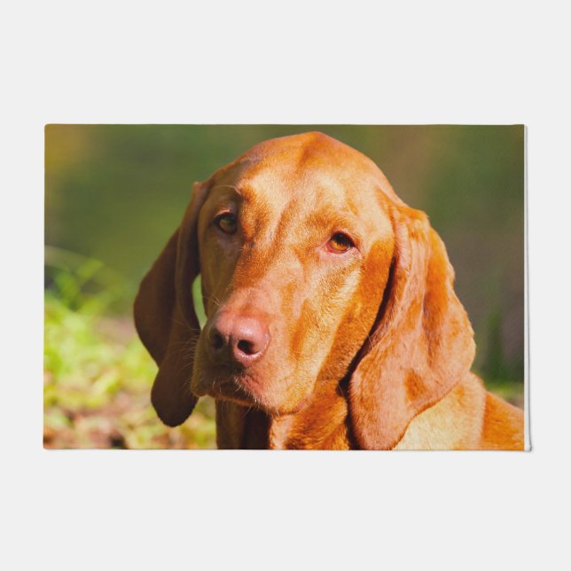 Felpudo Vizsla húngaro. (Anverso)