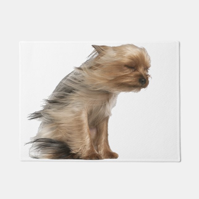 Felpudo Yorkshire Terrier con el pelo en el viento (Anverso)