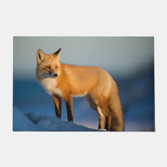 Felpudo Zorro marrón (Anverso)