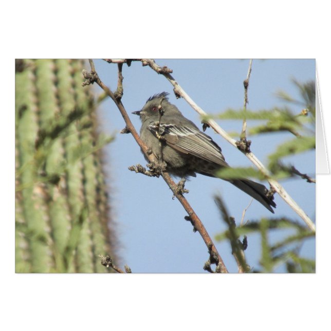 Femenina Phainopepla (Anverso (Horizontal))