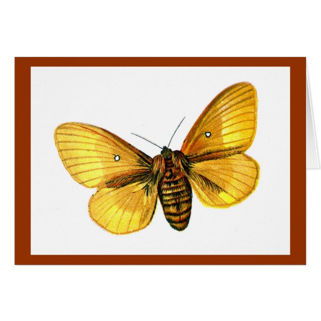 Femenino de Bombyx (Anverso (Horizontal))