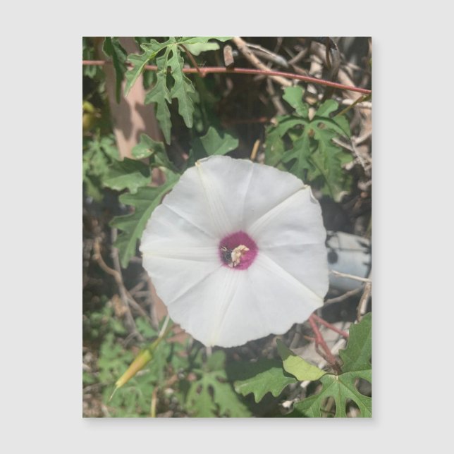 Fenceline Alamo Vine Magnet (Anverso)