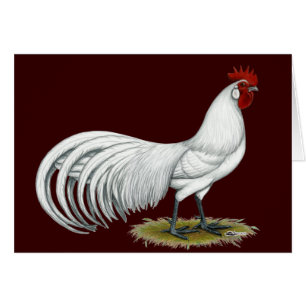 Fénix: Rooster Blanco