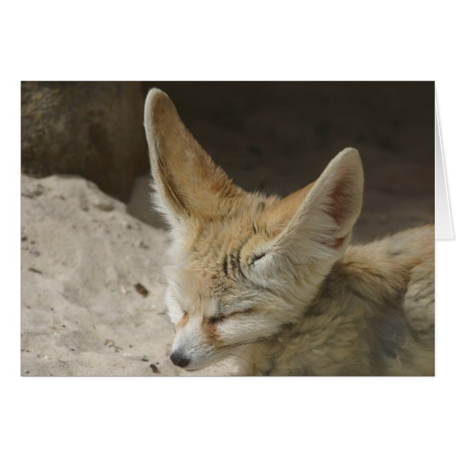 Fennec Fox Card (Anverso (Horizontal))