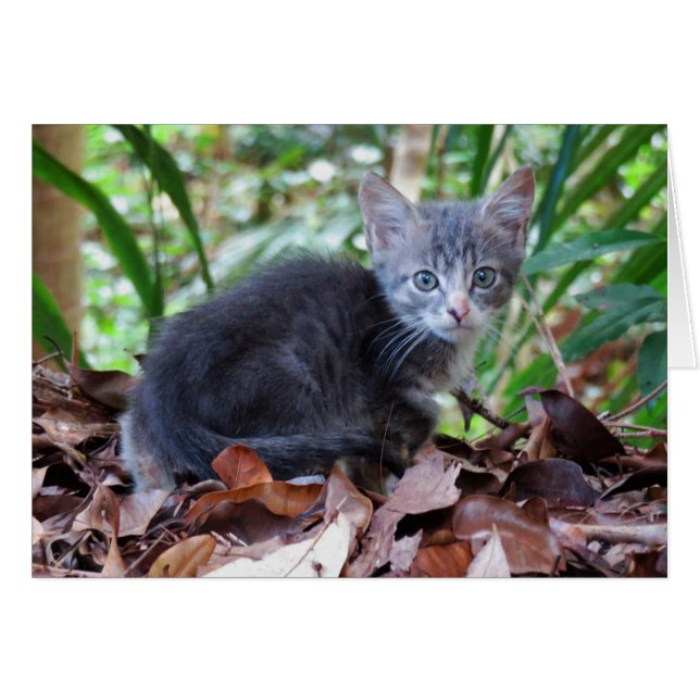 Feral Kitten (Anverso (Horizontal))