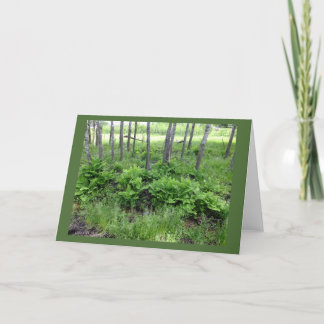 Fermentos De Primavera En Tarjeta De Nota En Blanc