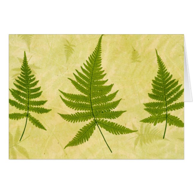 Fern (Anverso (Horizontal))