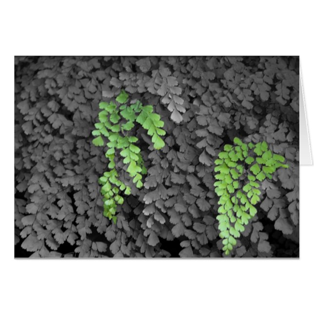 Fern (Anverso (Horizontal))