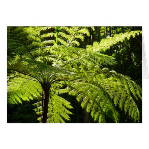 Fern arbolado en la selva tropical