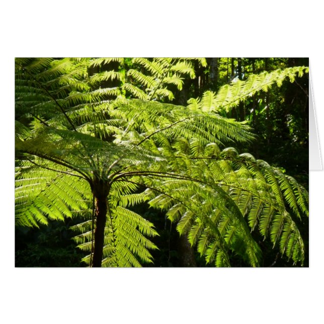 Fern arbolado en la selva tropical (Anverso (Horizontal))