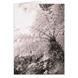 Fern de árbol monocromo