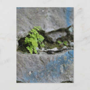 Fern determinado en postal de graffiti azul de Bou