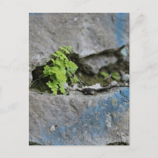 Fern determinado en postal de graffiti azul de Bou (Anverso)