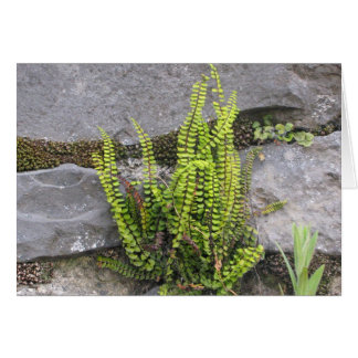 Fern en pared de rocas, Galway, Irlanda