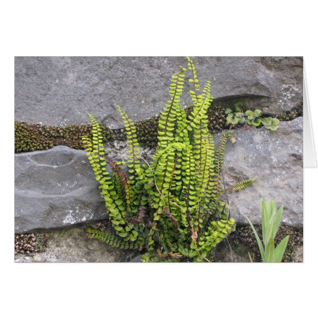 Fern en pared de rocas, Galway, Irlanda (Anverso (Horizontal))