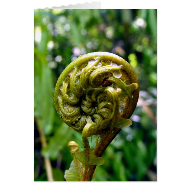 Fern Frond (Frente)