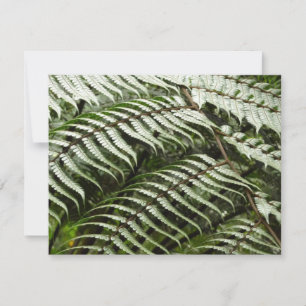 Fern Fronds II Naturaleza verde oscura