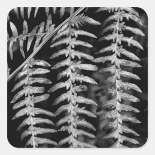 Fern Pegatinas