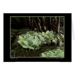 Fernés de avestruz en los bosques de Langdon