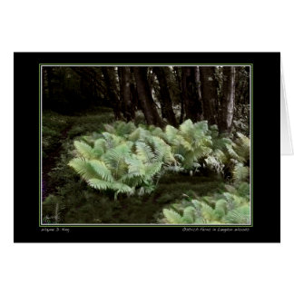 Fernés de avestruz en los bosques de Langdon