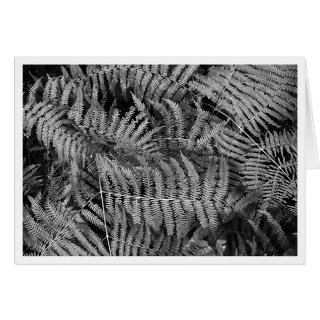Ferns (Anverso (Horizontal))