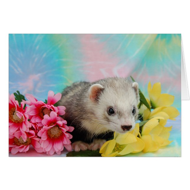 Ferret (Anverso (Horizontal))