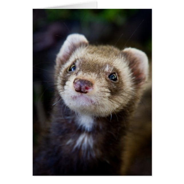 Ferret (Frente)
