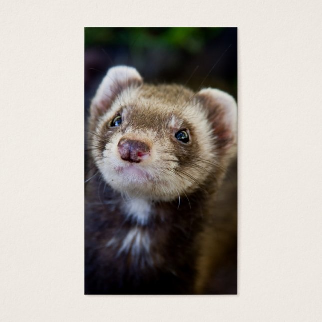 Ferret (Frente)