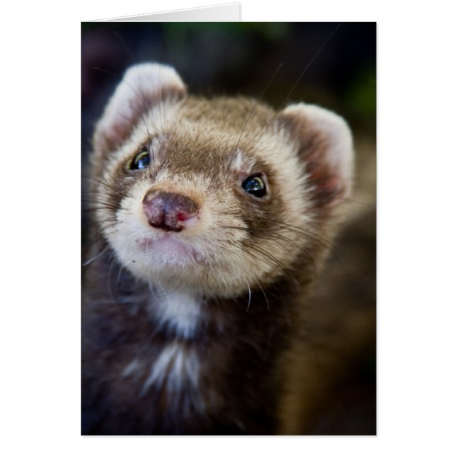 Ferret (Frente)