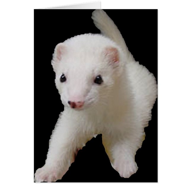 Ferret de bebé blanco (Frente)