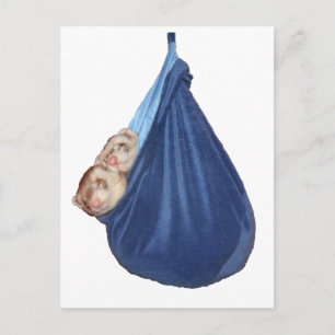 Ferretes En Una Postales De Bolsa Durmiente