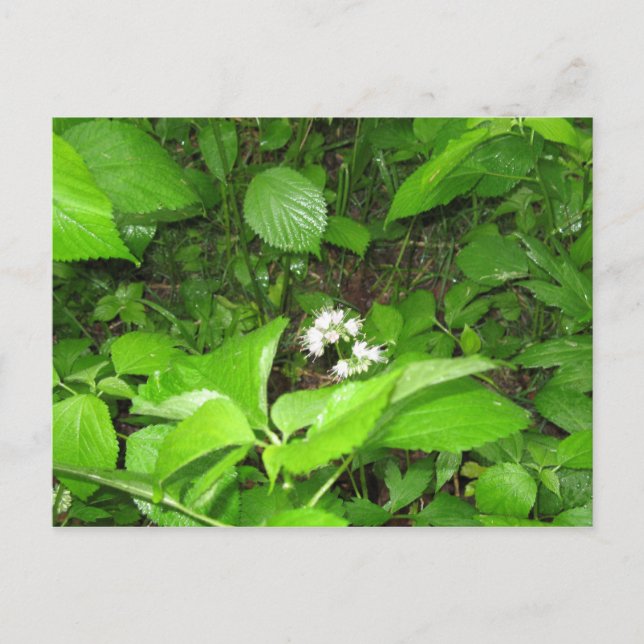 Ferry de Cuerno, postal (Anverso)