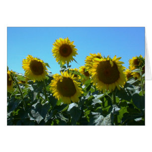 Fest del girasol — Tarjeta