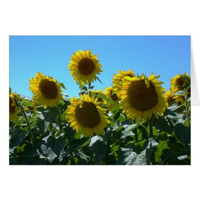 Fest del girasol — Tarjeta (Anverso (Horizontal))