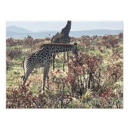 Festín de la Naturaleza – Foto Impresión de Jirafa