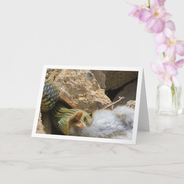 Festín de serpientes de Montpellier con tarjeta de (Orquídea)