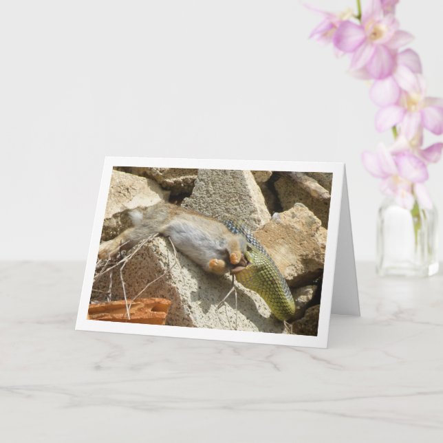 Festín de serpientes de Montpellier con tarjeta de (Orquídea)