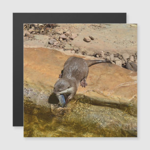 **"Festín Pondside: Un Otter y su atracción"**