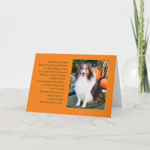 Festiva Acción de Gracias es... Tarjeta Sheltie