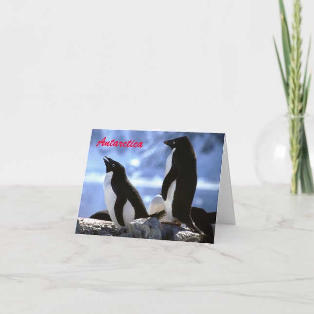 Festiva Adelie Penguins en tarjeta de felicitaciones de la (Anverso)