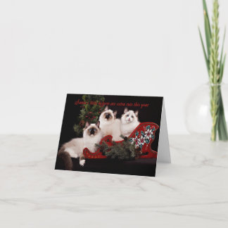 Festiva Adorable tarjeta de Navidades Ragdoll Kitten