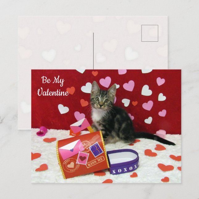 Festiva Bandit la postal de San Valentín del gato (Anverso / Reverso)