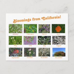 Festiva ¡Bloomers desde California! Postal