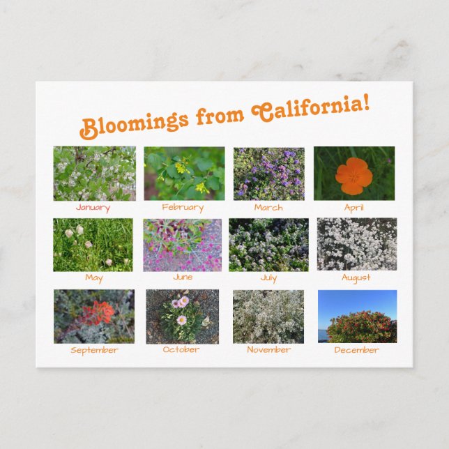 Festiva ¡Bloomers desde California! Postal (Anverso)