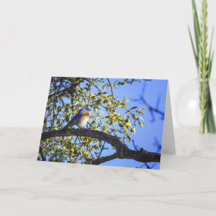 Festiva Bluebird Bajo La Tarjeta De Saludo Mistletoe