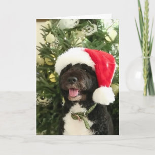 Festiva Bo esperando la tarjeta de felicitación de Santa