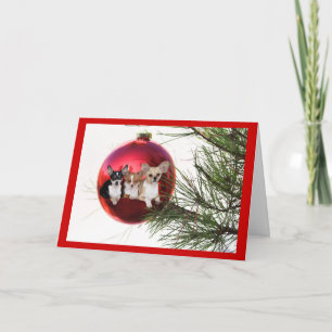 Festiva Bola de la tarjeta de Navidades Chihuahua