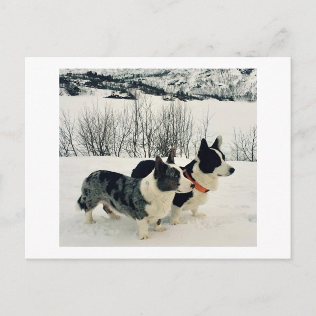 Festiva Bonita postal de vacaciones (Anverso)