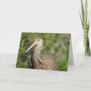 Festiva Bonita tarjeta de felicitación Limpkin